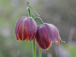 Fritillaria_lusitanica_Arrimal_